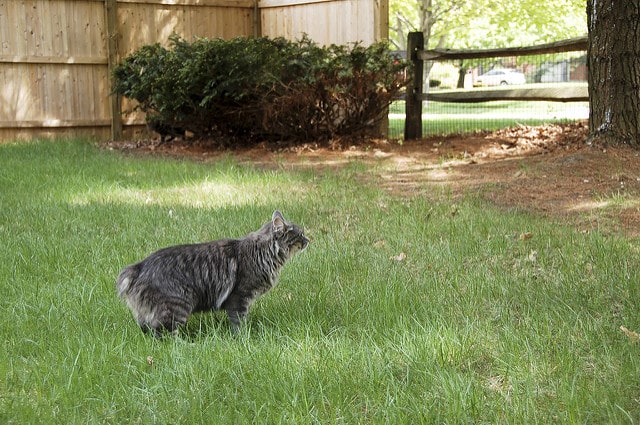 gato de manx